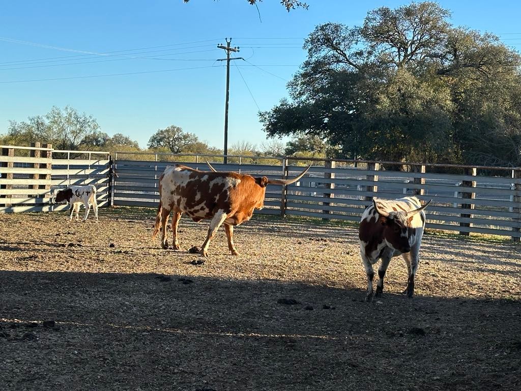 Home [dustybootsranch.net]